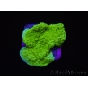 Montipora plateau vert taille S