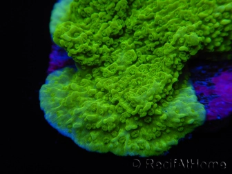 Montipora plateau vert taille S