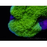 Montipora plateau vert taille S