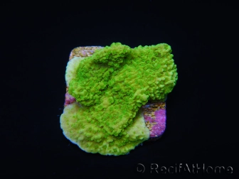 Montipora plateau vert taille S