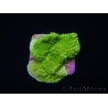 Montipora plateau vert taille S