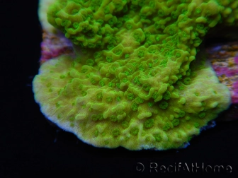 Montipora plateau vert taille S