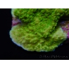 Montipora plateau vert taille S