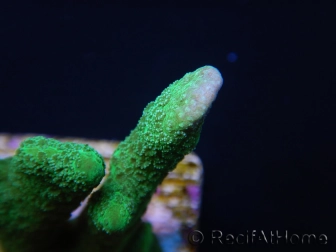 Montipora digitata vert pin S