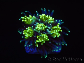 Galaxea Green torch yellow tips Aussie S