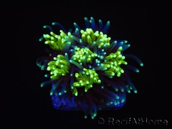 Galaxea Green torch yellow tips Aussie S