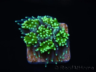 Galaxea Green torch yellow tips Aussie S