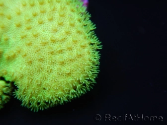 RAH Sarcophyton Ultra Jaune