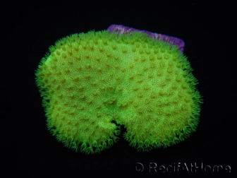 RAH Sarcophyton Ultra Jaune