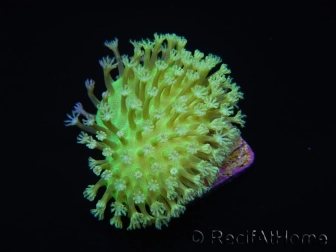 RAH Sarcophyton Ultra Green Flower