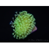 RAH Sarcophyton Ultra Green Flower