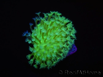 RAH Sarcophyton Ultra Green Flower