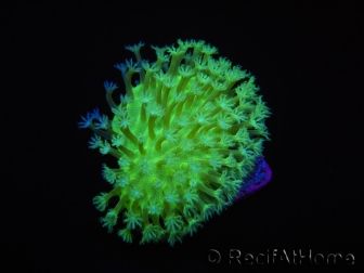 RAH Sarcophyton Ultra Green Flower