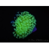 RAH Sarcophyton Ultra Green Flower