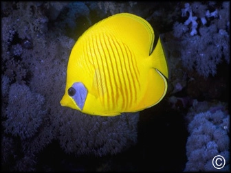 Chaetodon semilarvatus