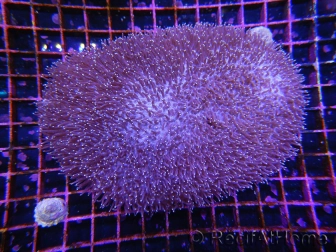 WYSIWYG Polyphyllia talpina (11 cm)