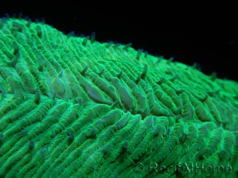 WYSIWYG Herpolitha limax (11 cm)