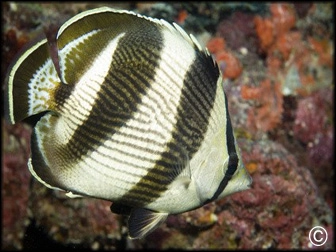 Chaetodon striatus