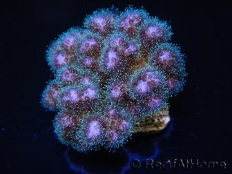 Pocillopora damicornis rose Taille S