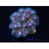 Pocillopora damicornis rose Taille S