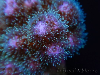 Pocillopora damicornis rose Taille S