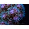 Pocillopora damicornis rose Taille S