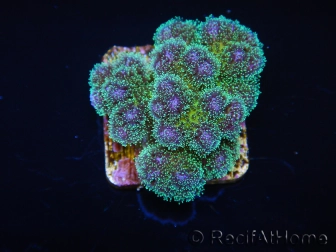 Pocillopora tri-color gold s