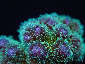 Pocillopora tri-color gold s