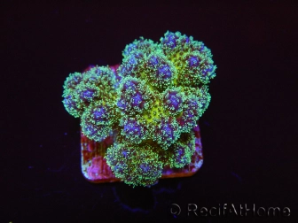 Pocillopora tri-color gold s