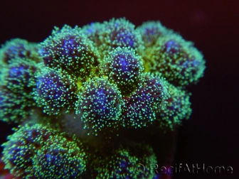 Pocillopora tri-color gold s