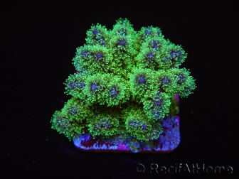 Pocillopora tri-color ultra S