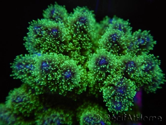 Pocillopora tri-color ultra S