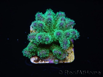 Pocillopora tri-color ultra S