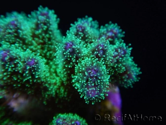 Pocillopora tri-color ultra S