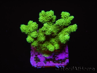 Pocillopora damicornis vert jaune Taille S