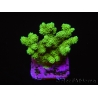 Pocillopora damicornis vert jaune Taille S