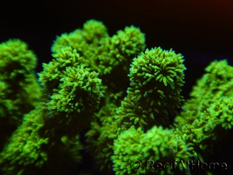 Pocillopora damicornis vert jaune Taille S