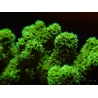 Pocillopora damicornis vert jaune Taille S