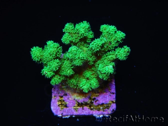 Pocillopora damicornis vert jaune Taille S