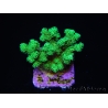 Pocillopora damicornis vert jaune Taille S