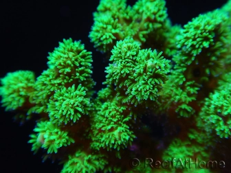 Pocillopora damicornis vert jaune Taille S