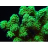 Pocillopora damicornis vert jaune Taille S