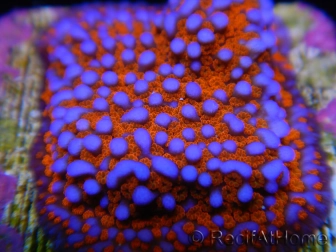 Montipora Superman S