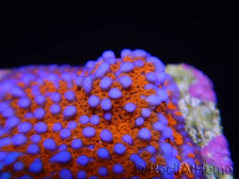 Montipora Superman S