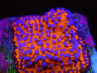 Montipora Superman S