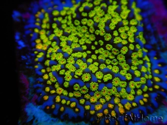 Montipora Ultraman 