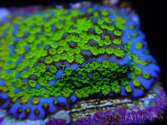 Montipora Ultraman 