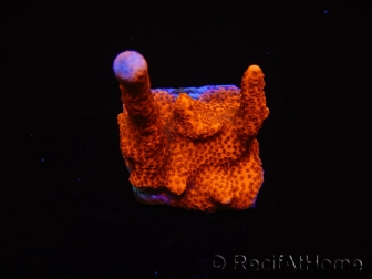 Montipora digitata rouge pousse rouge S