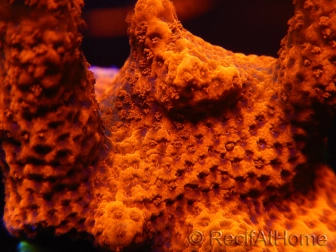 Montipora digitata rouge pousse rouge S