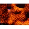 Montipora digitata rouge pousse rouge S